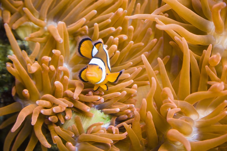 Clown fish on a sea anemone