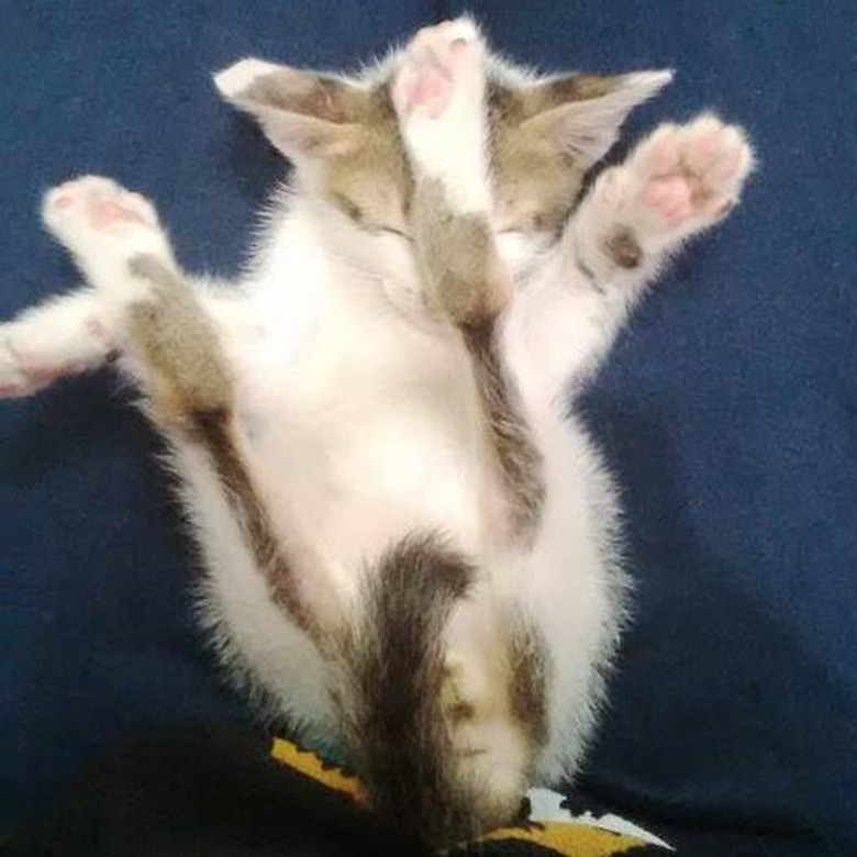 Cats Sleeping in Awkward Positions