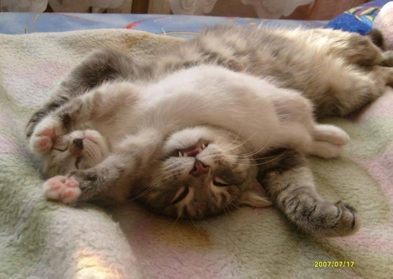 Cats Sleeping in Awkward Positions