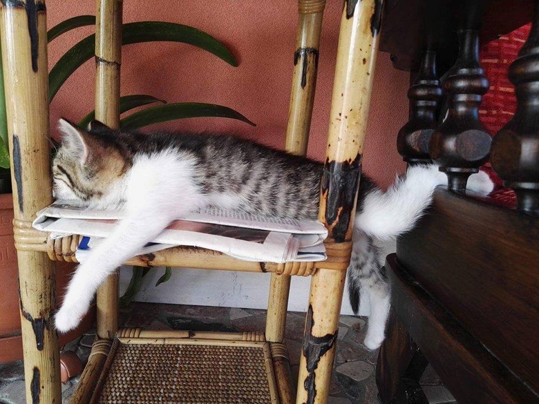 Cats Sleeping in Awkward Positions