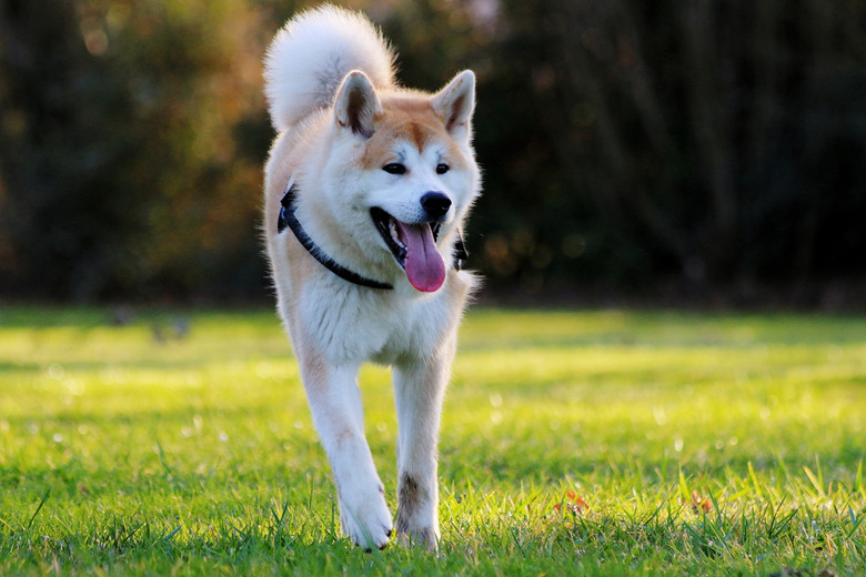 Dog Running On Grassy Field