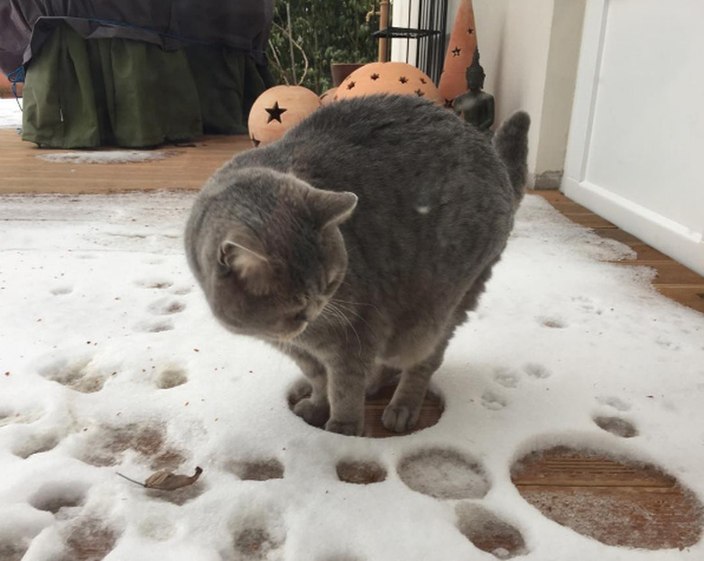 Animals Who Hate Winter