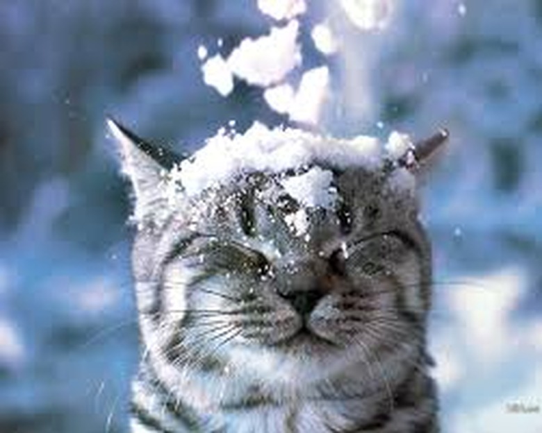 Animals Who Hate Winter