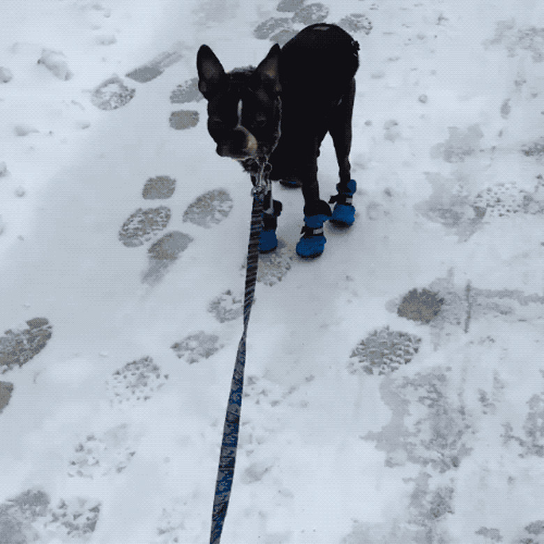 dog hates walking in snow booties