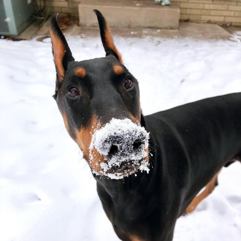 doberman doesn't like snow