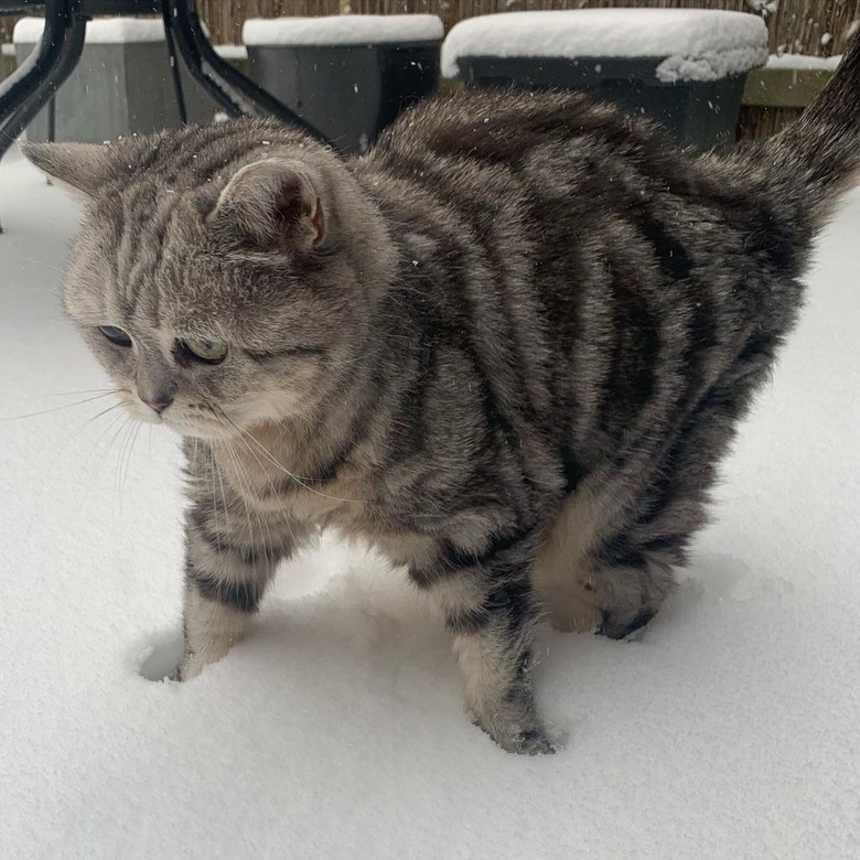 cat hates snow