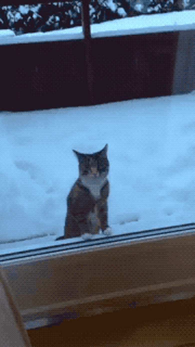 cat wants in because it's cold and snowy outside