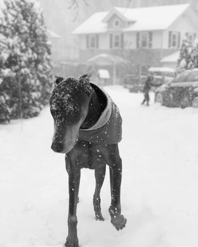 dog trying to find snow-free ground