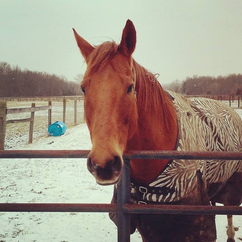 horse hates snow