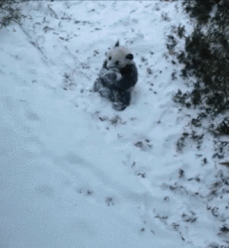 panda rolling in snow