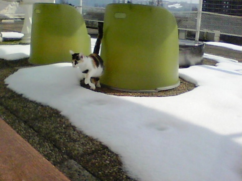 cat about to jump snow