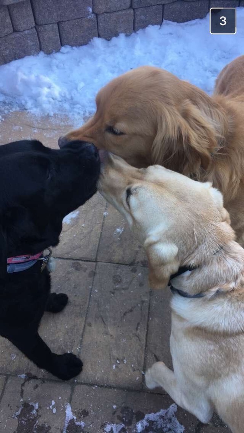 dogs booping noses