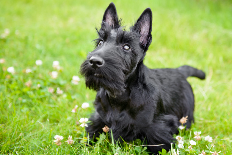 Scottish Terrier having fun on meadow