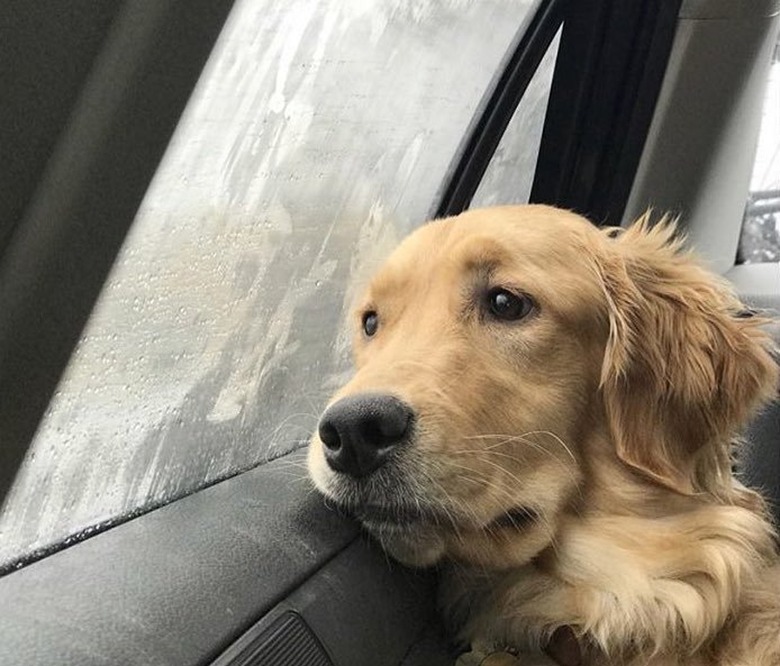 worried dog slumped against car window