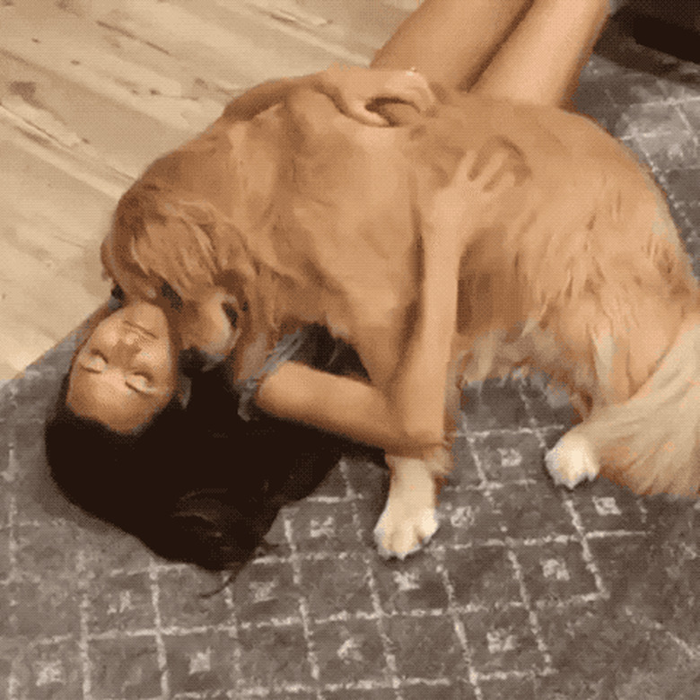 golden retriever smothers woman