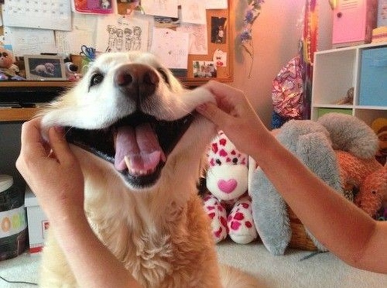 smiling golden retriever