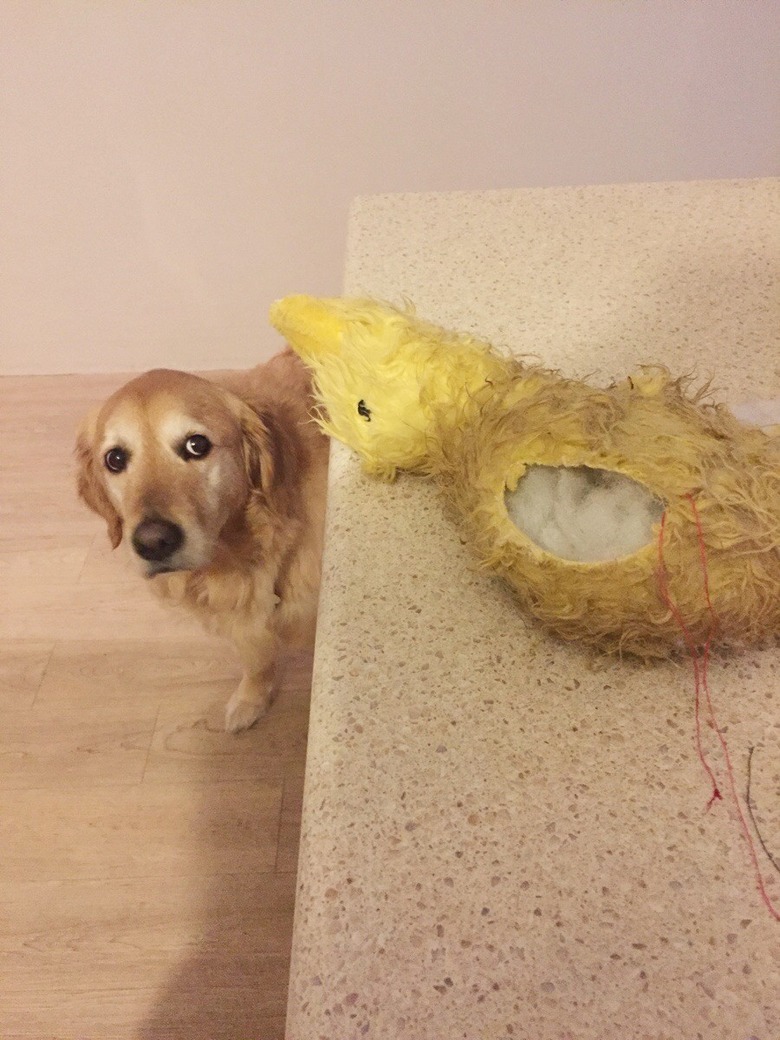 dog looks on as man stitches up stuffed toy