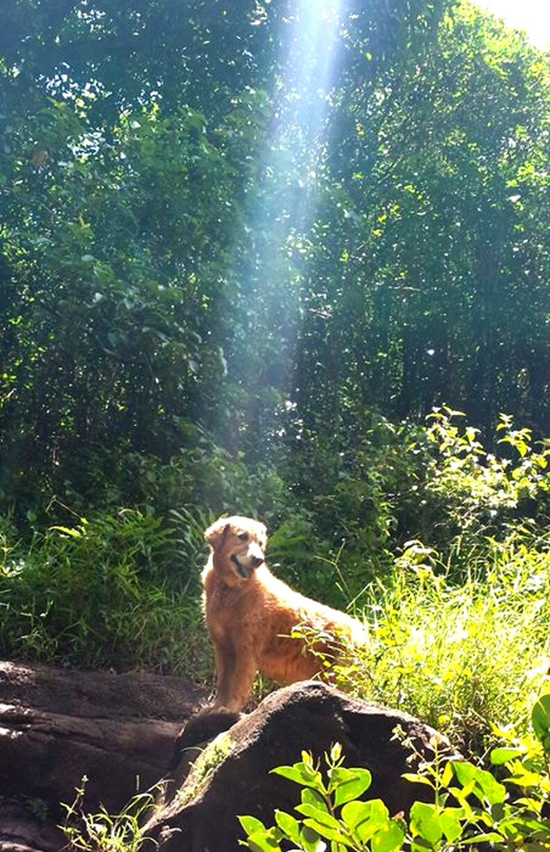 Dog in woods underneath ray of sunshine