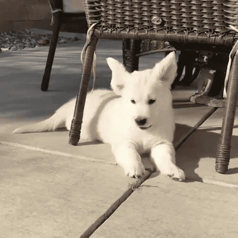 puppy vs blade of grass