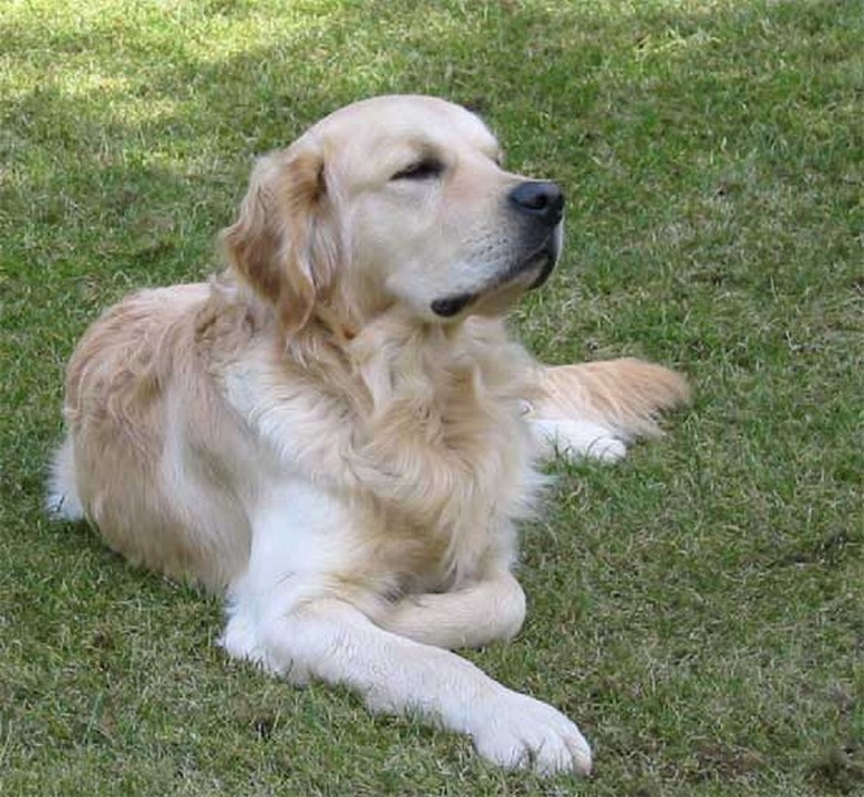 dog doesn't want to fetch ball