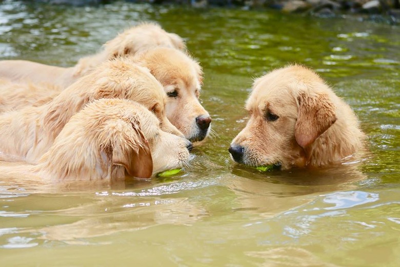 Dog in a river with tennis ball in its mouth, facing off against four other dogs with tennis balls.