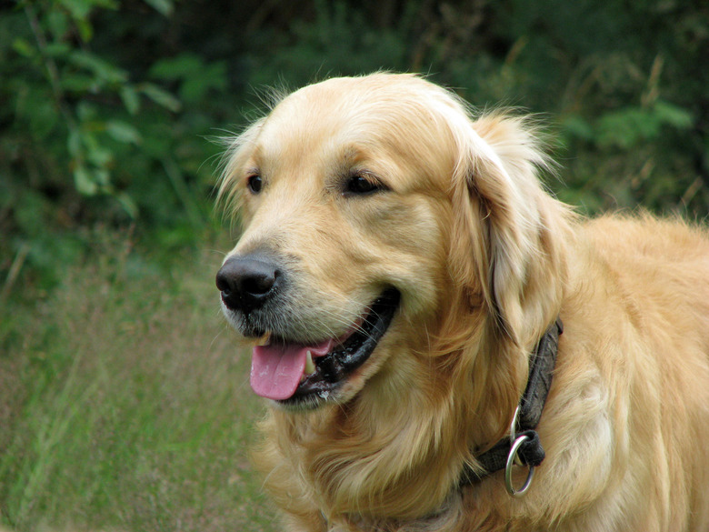 smiling golden retriever