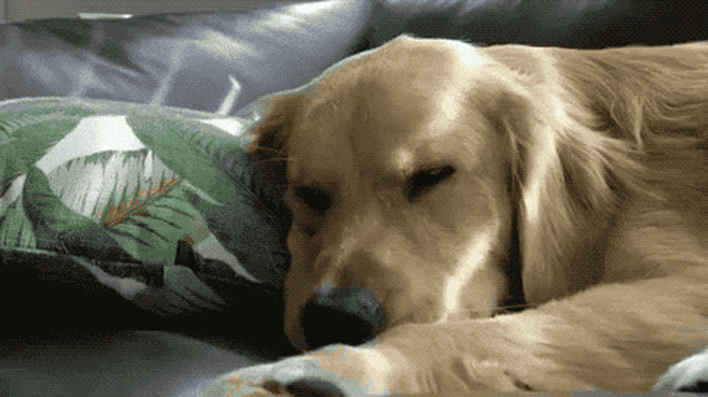 derpy sleepy golden retriever smiling