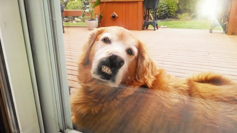 derpy golden retriever