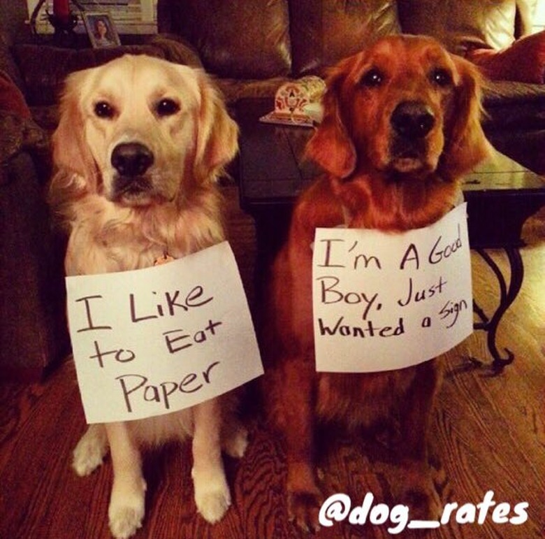 dog shamed for eating paper