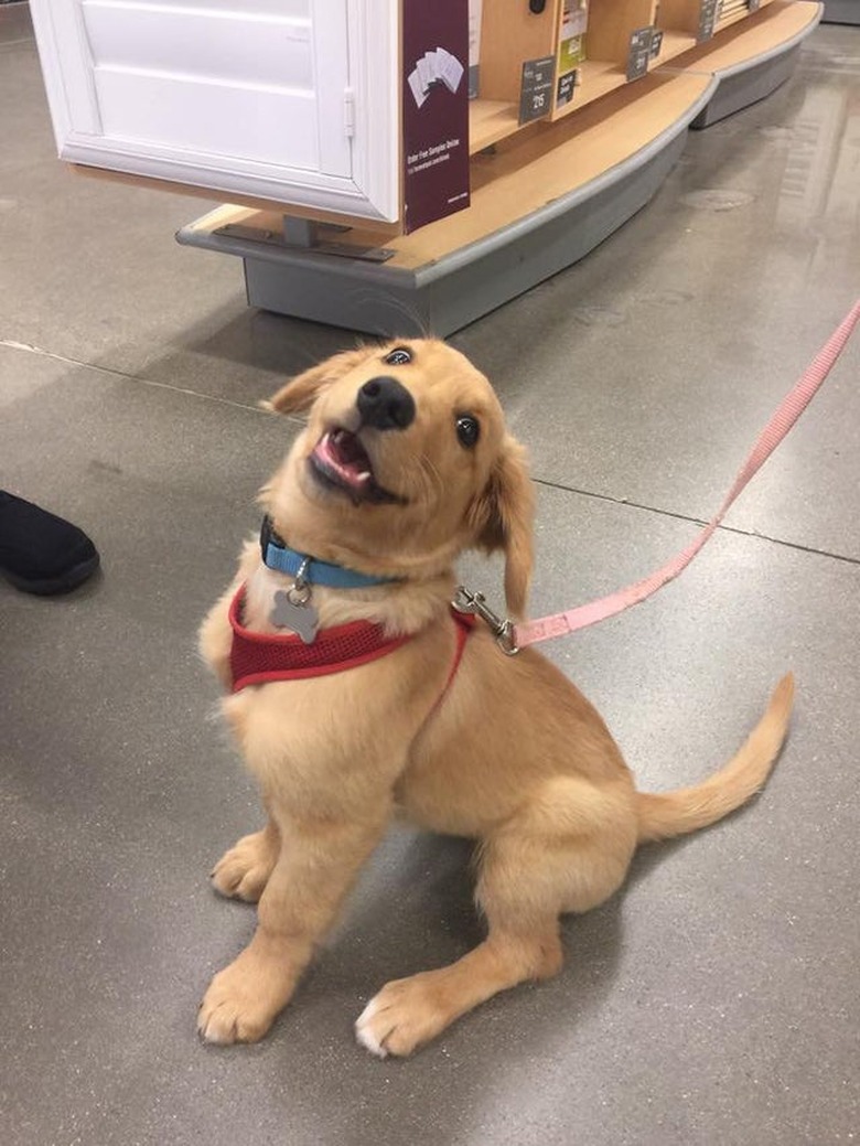 excited golden retriever