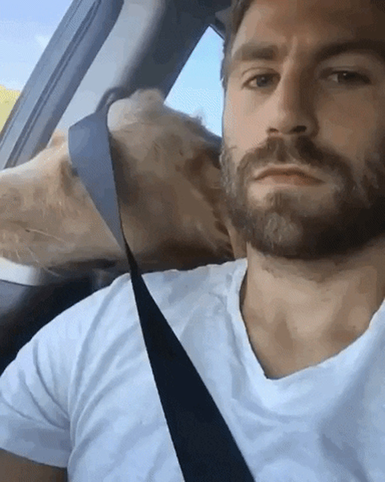 dog in car with man