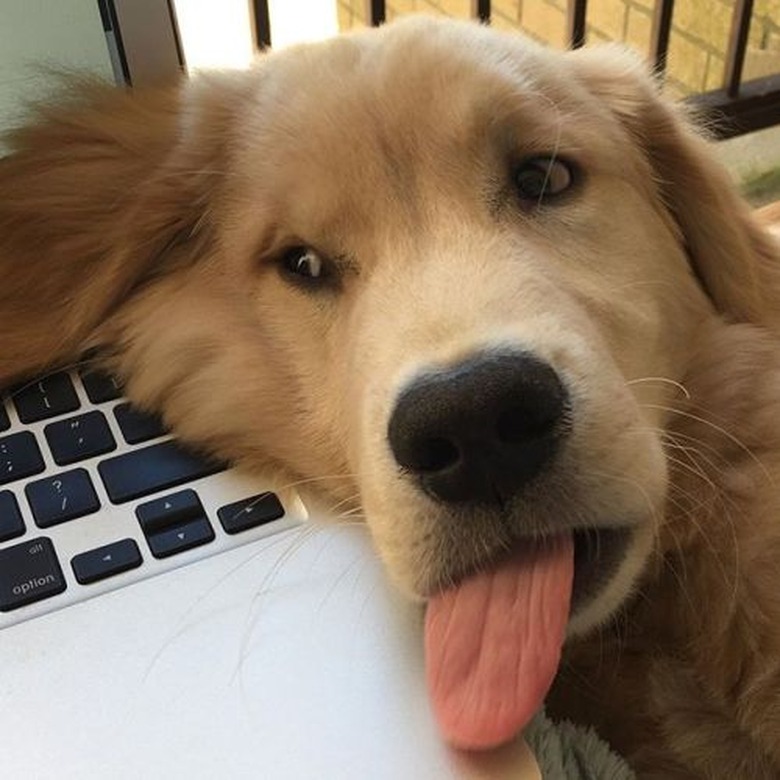 Dog drooping against corner of laptop.