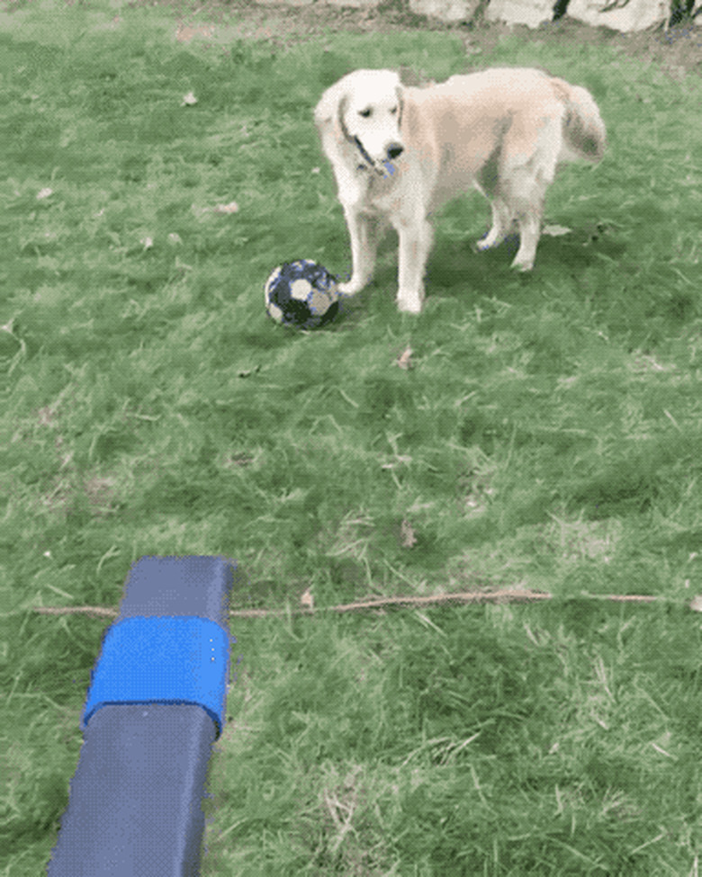 golden retriever vs lawn blower