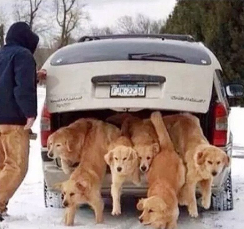 man letting dogs out of car