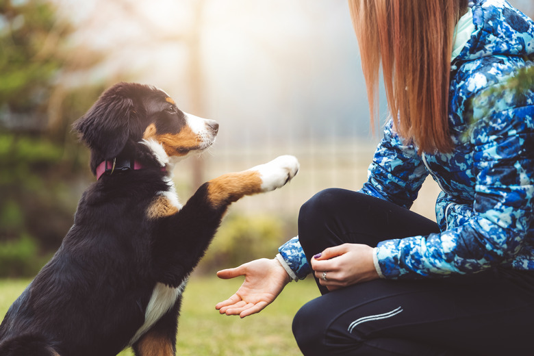 bernese mountain dog puppy offering paw to woman who is bending down