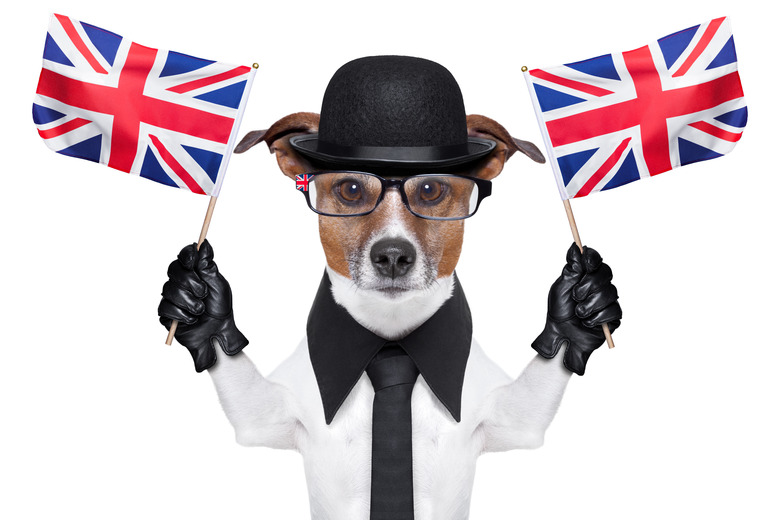 british dog  banner