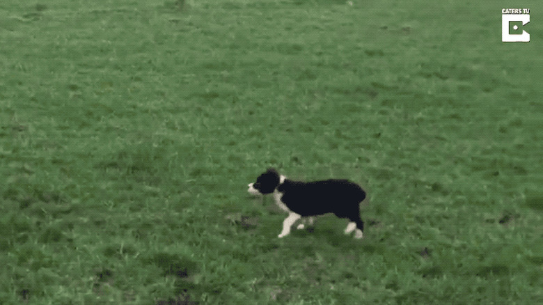 7-week-old border collie pup stares down defiant ram