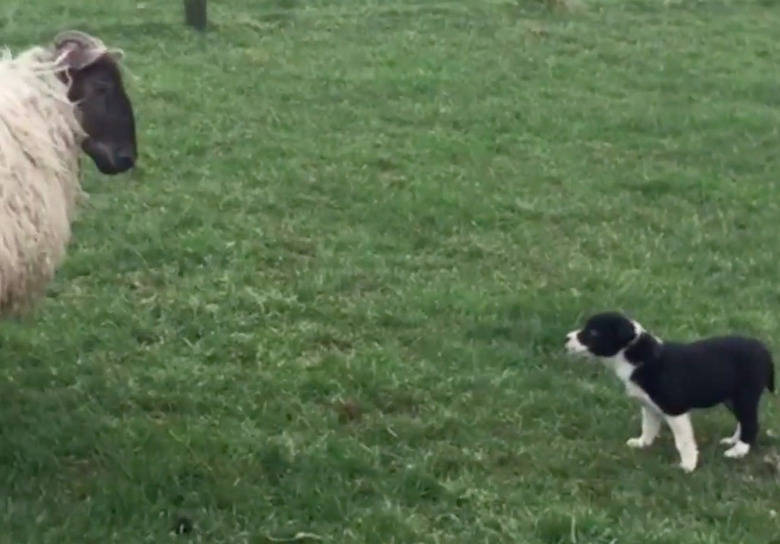 7-week-old border collie pup stares down defiant ram