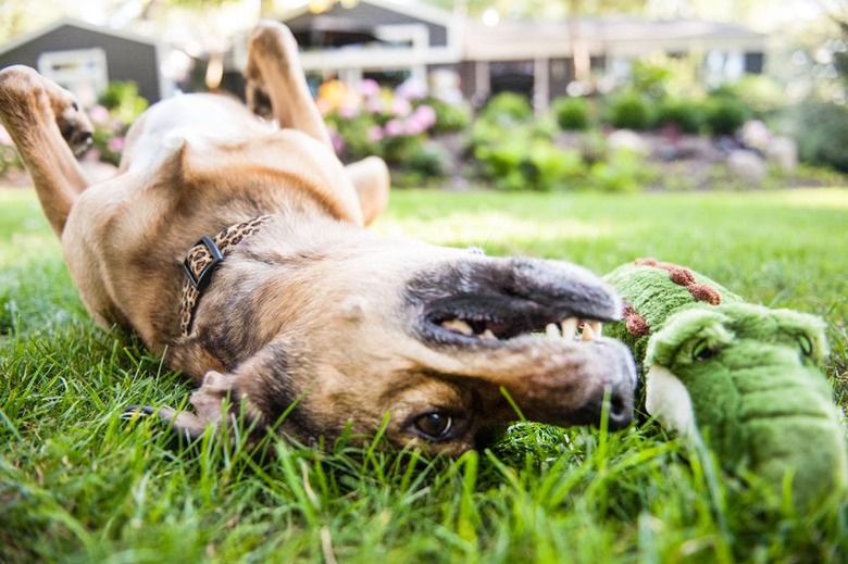 8 Super Tough Toys For Dogs Who Destroy Everything