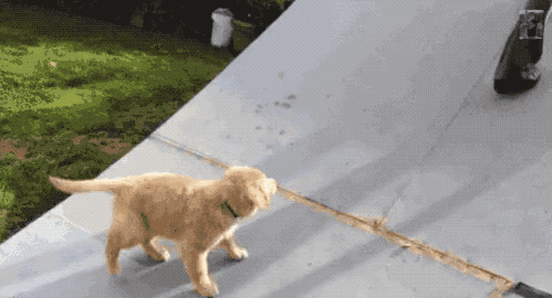 puppy sliding on ramp