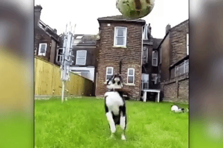 puppy trying to catch soccer ball