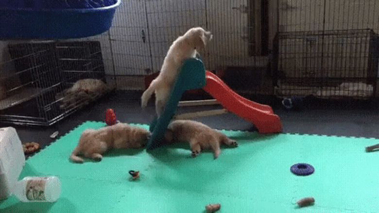 puppy trying to climb on slide