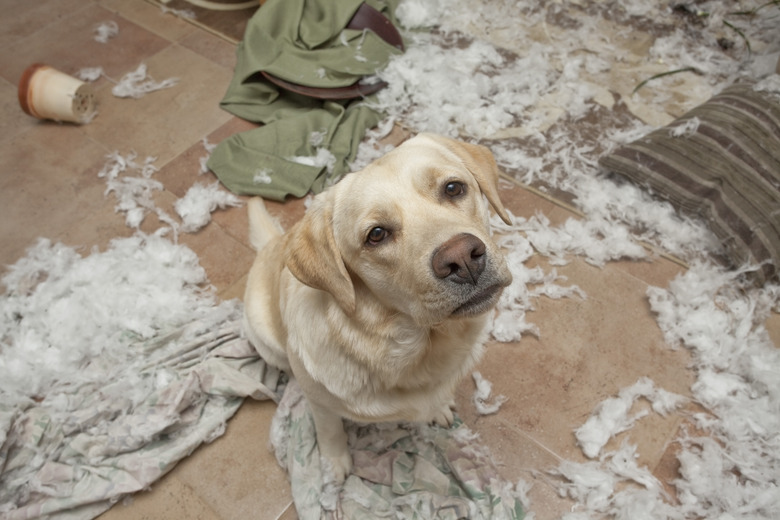 Puppy getting in trouble