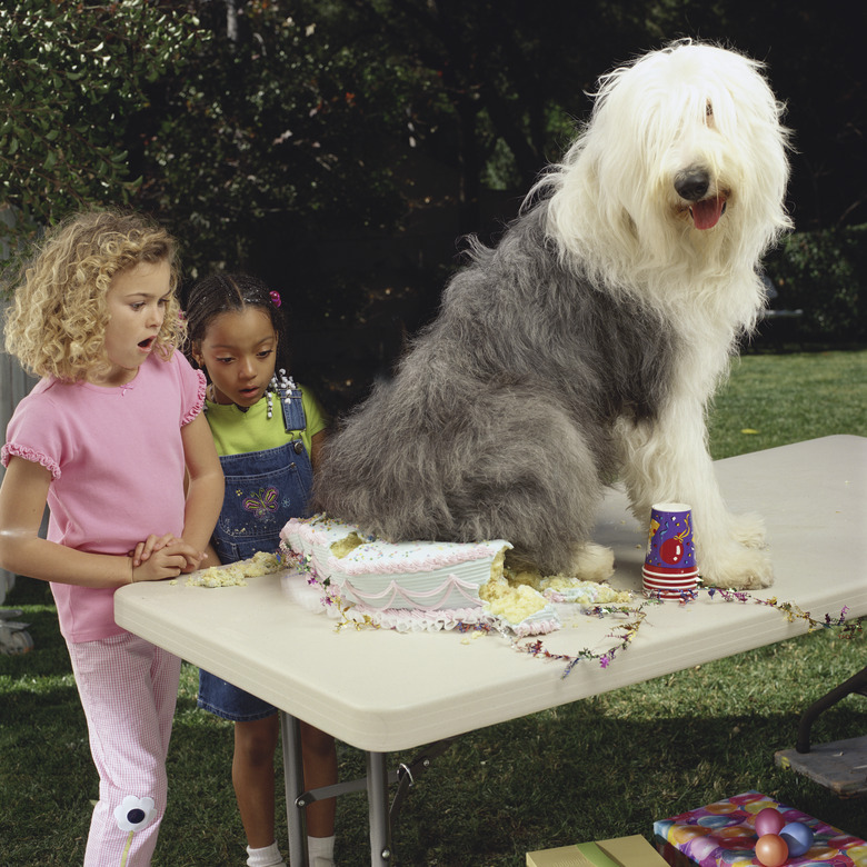 Dog sitting on birthday cake