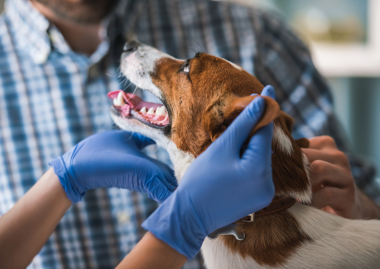 At the veterinarian