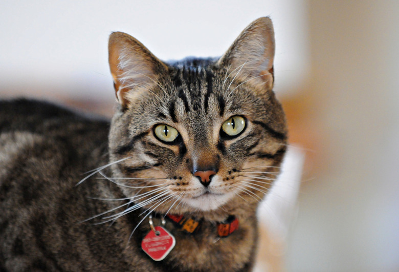 At What Age Can A Kitten Wear Flea Collars Cuteness