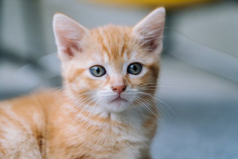 Cute little red cat sitting on yellow chair near window on background. Young cute little red kitty. Long haired ginger kitten play at home. Cute funny home pets. Domestic animal and Young kittens