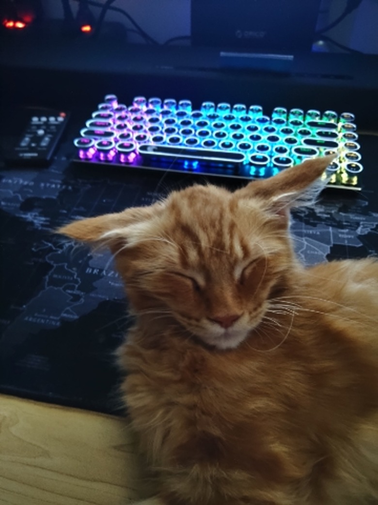 sleepy orange cat with flattened airplane ears