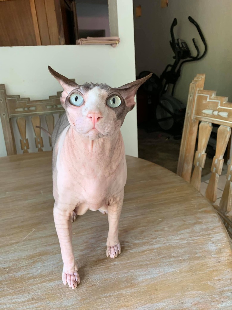 hairless cat with airplane ears