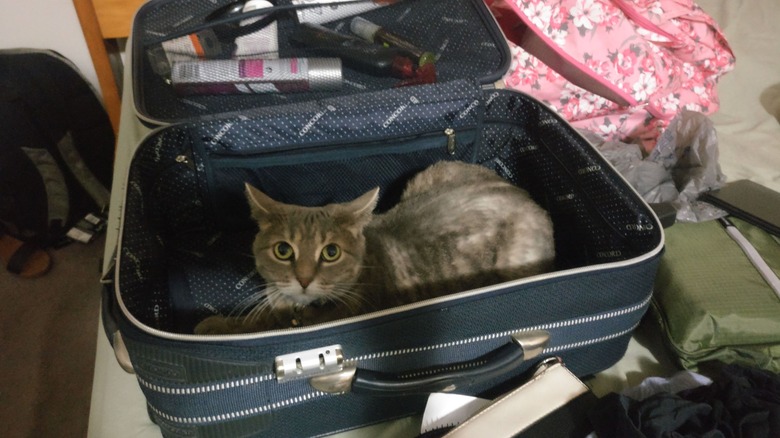 Cat with flattened ears sleeps in luggage